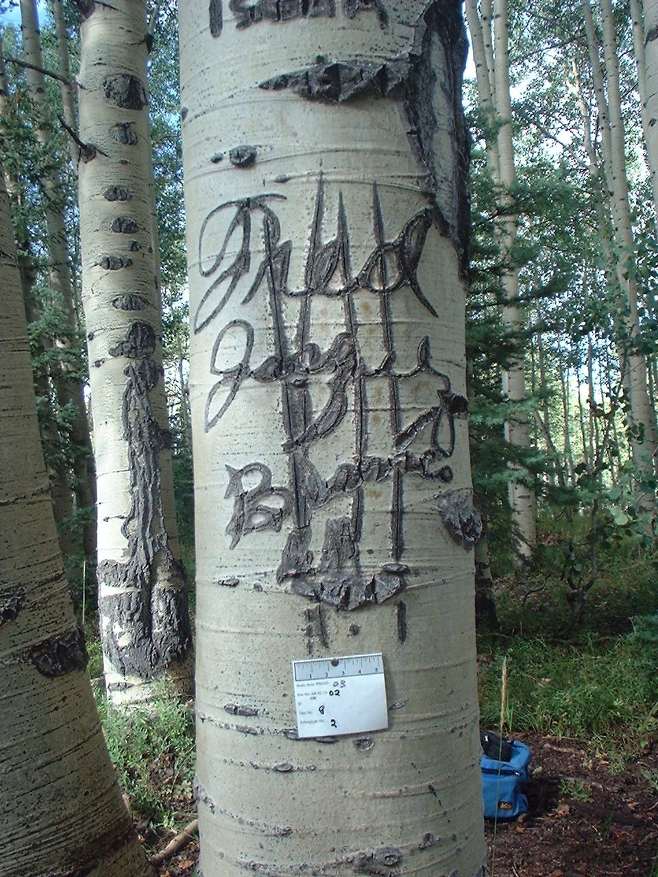 Arborglyph Pine Piedra Stockdriveway
