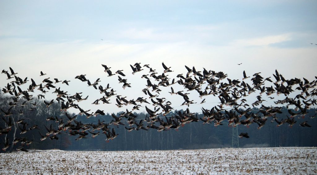 wild-geese-1150134_1280