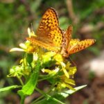 Callippe fritillary