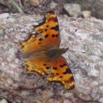 Hoary comma