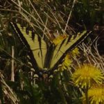 Western tiger swallowtail