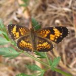 Checkerspot