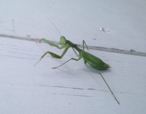 praying-mantis-2