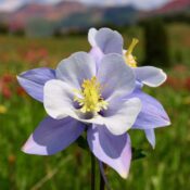 columbine