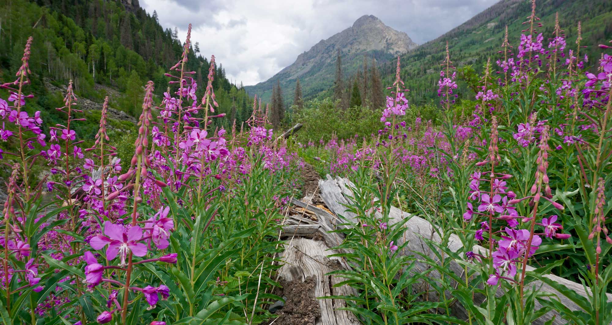 Vallecito Creek Wildflowers