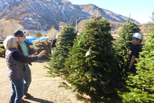 Durango christmas tree