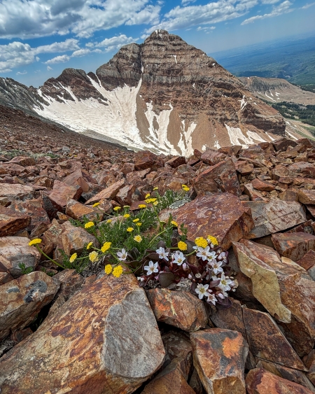 Hesperus_Call for artist